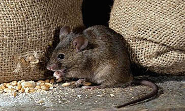 鼠类的危害与防治